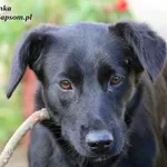 Pies do adopcji, Nowy Dwór Mazowiecki, 13 listopada 2020