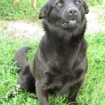 Pies do adopcji, Przyborówko, 26 września 2014