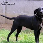 Pies do adopcji, Nowy Dwór Mazowiecki, 31 lipca 2022