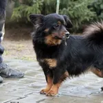 Pies do adopcji, Nowy Dwór Mazowiecki, 6 lutego 2022