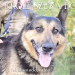 Pies do adopcji, Dąbrówka, 11 kwietnia 2022
