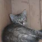 Kot do adopcji, Racławice, 3 sierpnia 2022