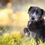 Pies do adopcji, Racławice, 8 stycznia 2022
