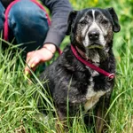 Pies do adopcji, Racławice, 8 stycznia 2022