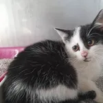 Kot do adopcji, Racławice, 11 października 2022