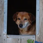 Pies do adopcji, Racławice, 30 kwietnia 2021