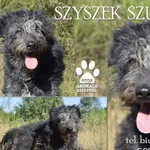 Pies do adopcji, Dąbrówka, 29 maja 2022