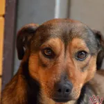 Pies do adopcji, Racławice, 13 grudnia 2020