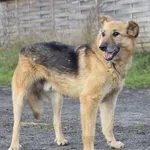 Pies do adopcji, Dąbrówka, 1 września 2021