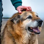 Pies do adopcji, Racławice, 5 listopada 2021