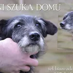 Pies do adopcji, Dąbrówka, 7 maja 2022