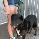 Pies do adopcji, Racławice, 27 czerwca 2022