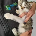 Kot do adopcji, Racławice, 10 października 2022