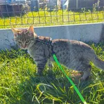 Kot do adopcji, Racławice, 5 października 2022