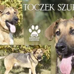 Pies do adopcji, Dąbrówka, 3 maja 2022