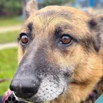 Pies do adopcji, Dąbrówka, 4 listopada 2022