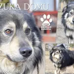 Pies do adopcji, Dąbrówka, 28 września 2021