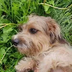 Pies do adopcji, Racławice, 8 sierpnia 2022