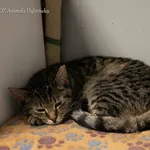 Kot do adopcji, Dąbrówka, 14 marca 2022