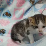 Kot do adopcji, Racławice, 13 października 2022
