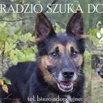 Pies do adopcji, Dąbrówka, 7 marca 2022