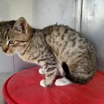 Kot do adopcji, Racławice, 30 października 2022