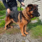 Pies do adopcji, Racławice, 26 września 2022