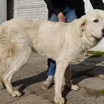 Pies do adopcji, Racławice, 30 października 2022