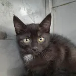Kot do adopcji, Racławice, 24 lipca 2022