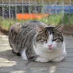 Kot do adopcji, Dąbrówka, 20 czerwca 2022