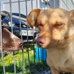 Pies do adopcji, Racławice, 24 października 2022