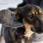Pies do adopcji, Dąbrówka, 23 lutego 2022