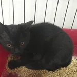 Kot do adopcji, Racławice, 10 sierpnia 2022
