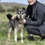 Pies do adopcji, Dąbrówka, 16 maja 2022
