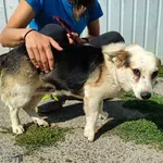 Pies do adopcji, Racławice, 12 sierpnia 2022