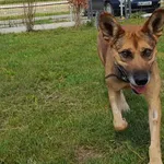 Pies do adopcji, Racławice, 30 września 2022