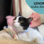 Kot do adopcji, Dąbrówka, 26 października 2022