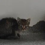 Kot do adopcji, Racławice, 21 czerwca 2022