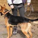 Pies do adopcji, Dąbrówka, 31 marca 2022