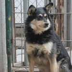 Pies do adopcji, Racławice, 30 listopada 2020