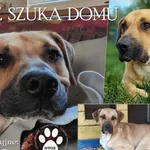 Pies do adopcji, Dąbrówka, 15 marca 2022