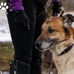 Pies do adopcji, Dąbrówka, 25 stycznia 2022