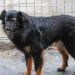 Pies do adopcji, Racławice, 25 listopada 2021