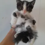 Kot do adopcji, Racławice, 2 sierpnia 2022