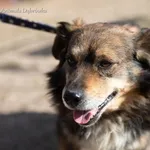 Pies do adopcji, Dąbrówka, 21 kwietnia 2022