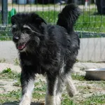 Pies do adopcji, Racławice, 2 lipca 2021