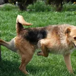 Pies do adopcji, Racławice, 8 września 2022
