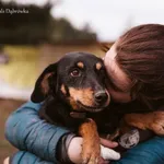 Pies do adopcji, Dąbrówka, 18 marca 2022