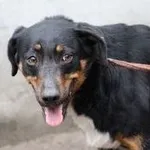 Pies do adopcji, Oborniki, 24 lutego 2021