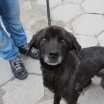 Pies do adopcji, Oborniki, 26 sierpnia 2021